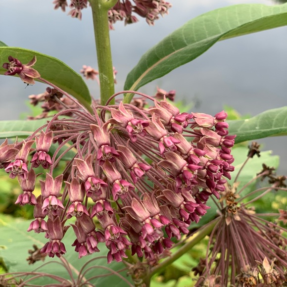 Meet your Posher, Simi - Picture 1 of 1